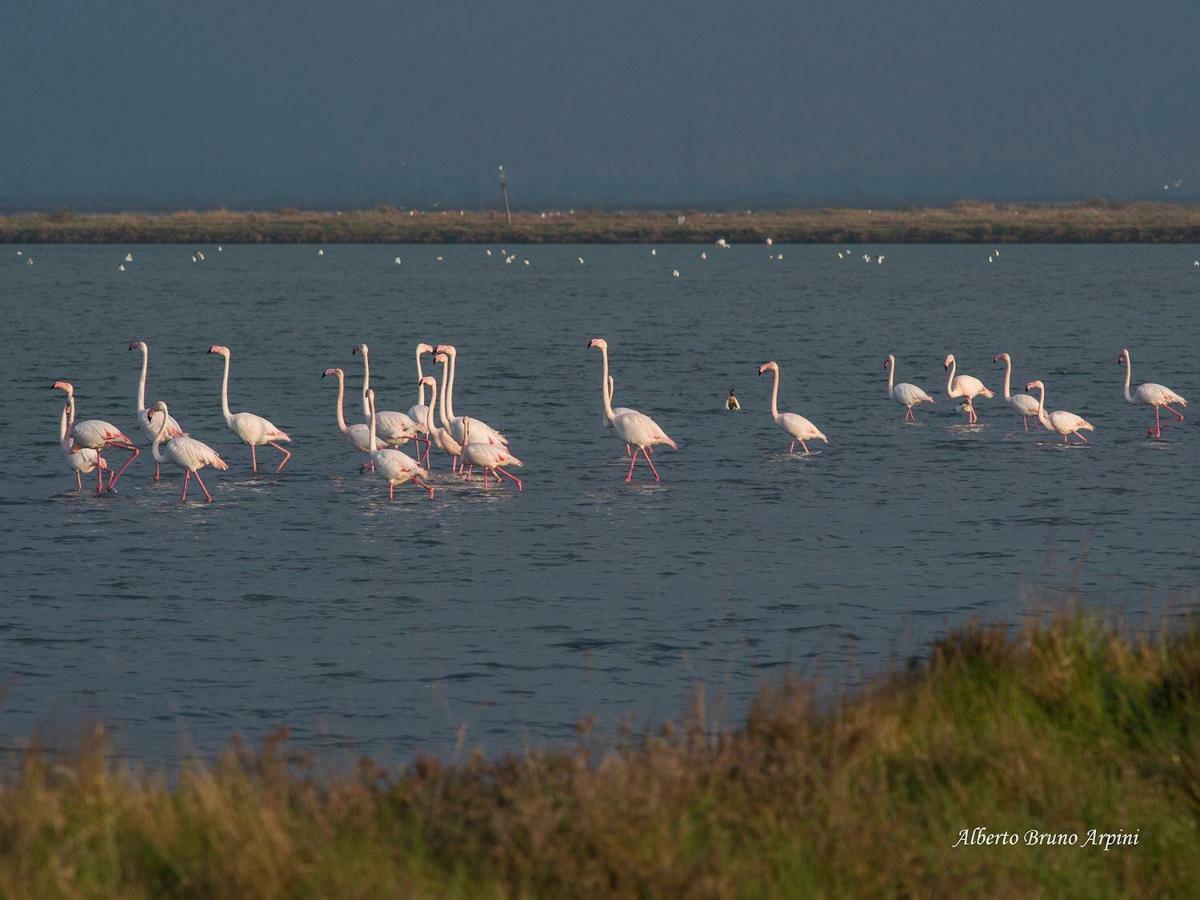 Cervia Marina Suite Eksteriør bilde